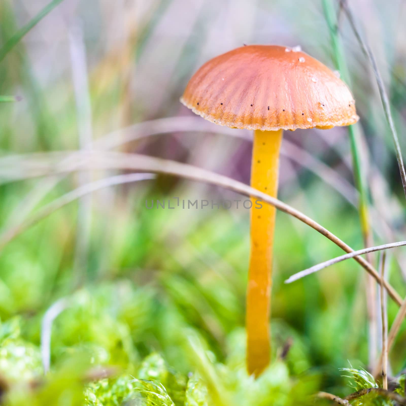 mushroom by TSpider