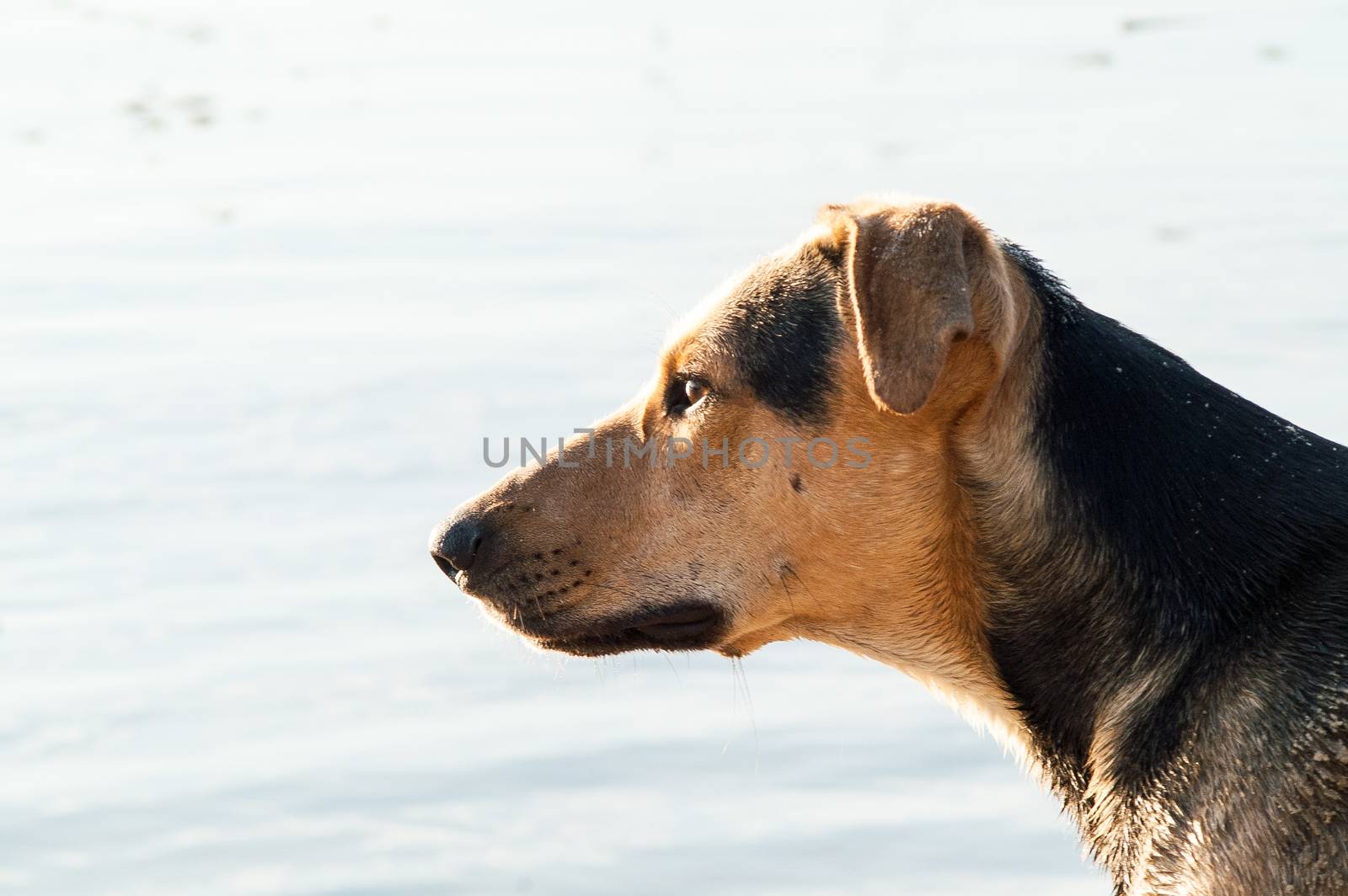 playing dog on the beach on a sunny day