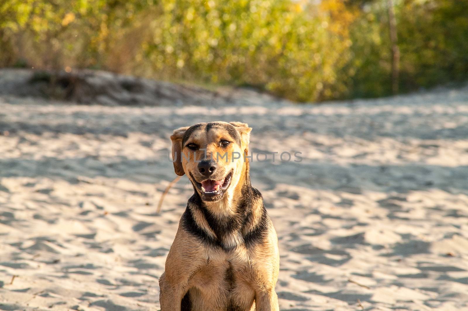 Dog playing in the  forest by antonius_