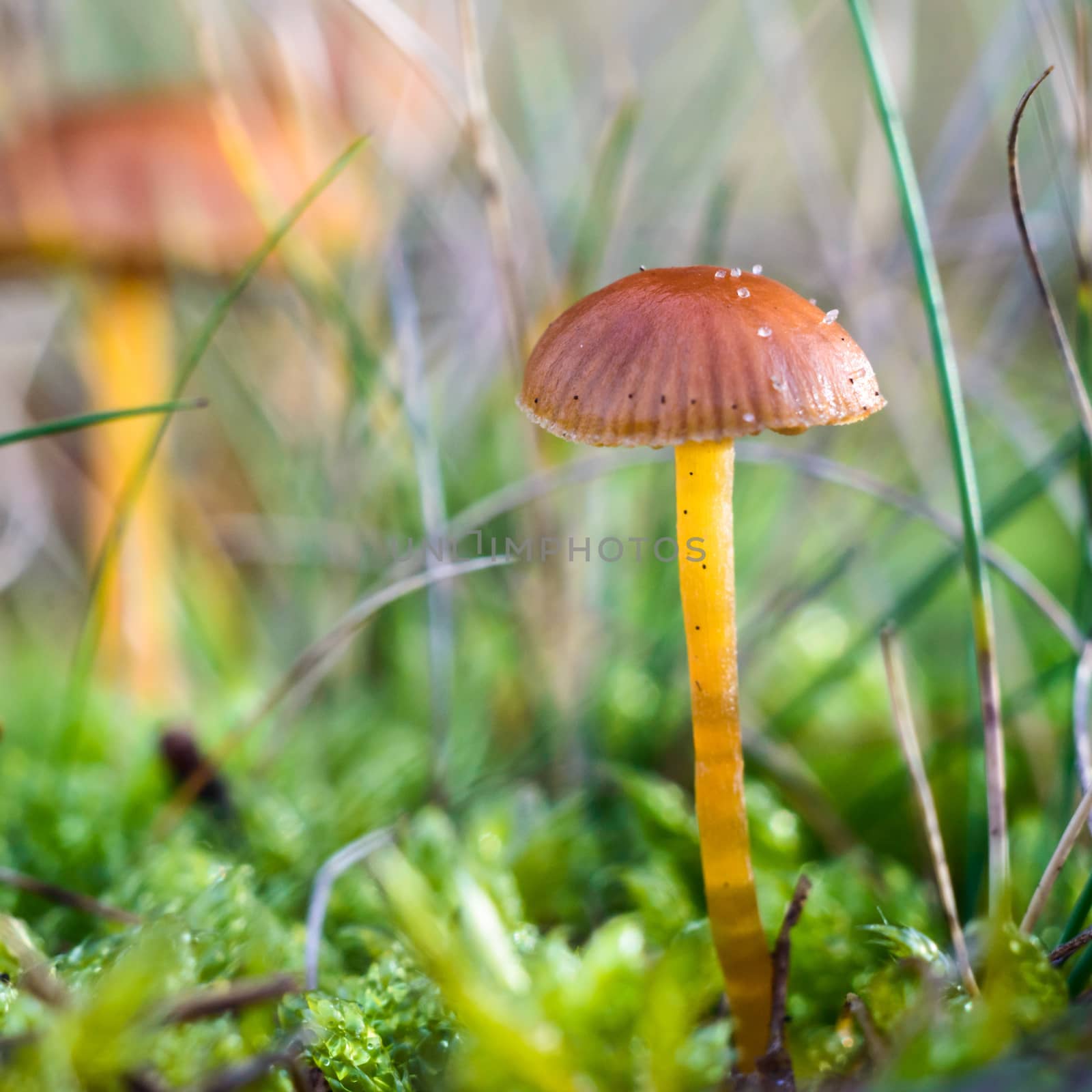 forest mushroom in moss after bir longtime rain