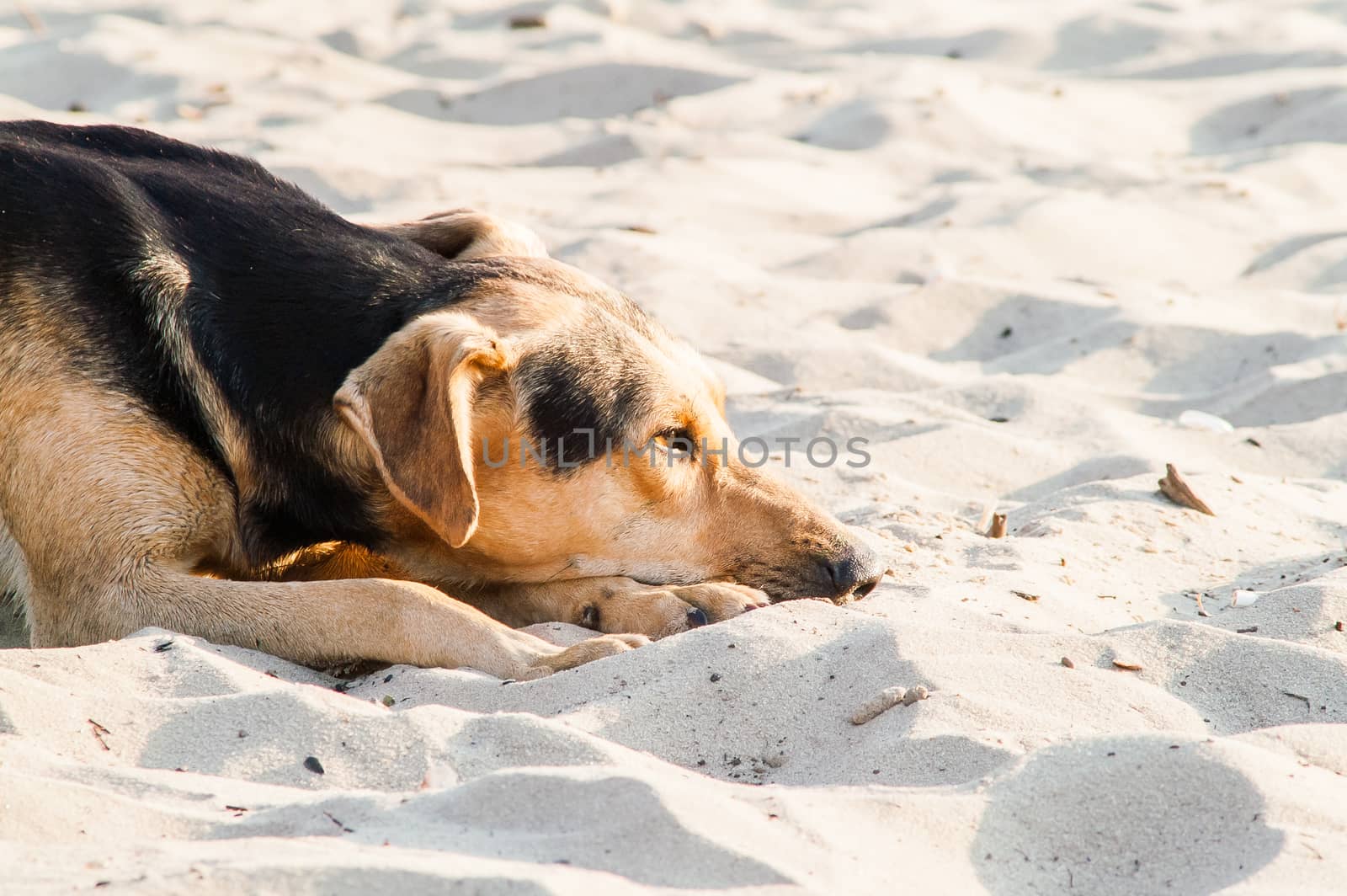 portrait, lonely self stray dog on a sunny day