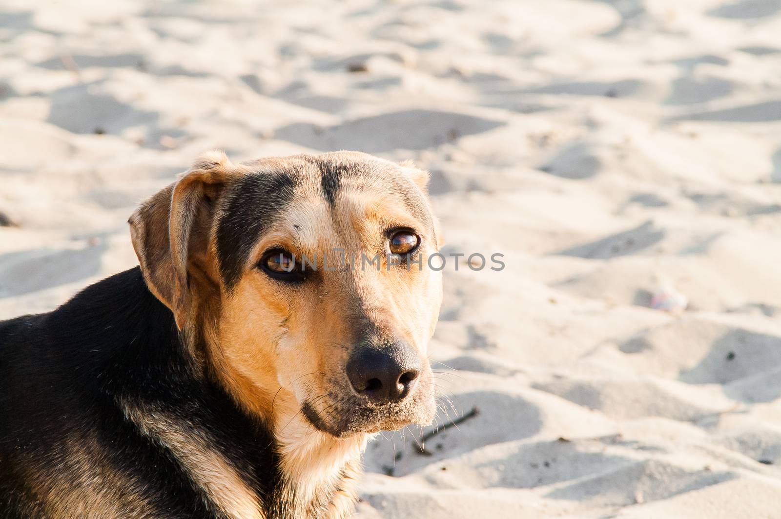 playing dog on the beach on a sunny day