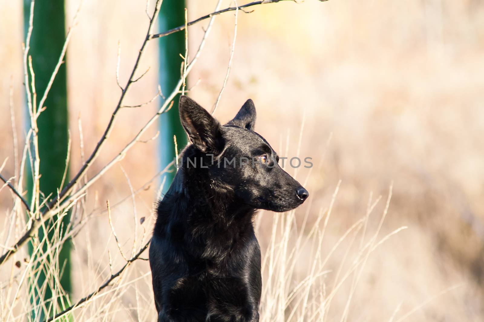 stray stray dog in the autumn forest  by antonius_