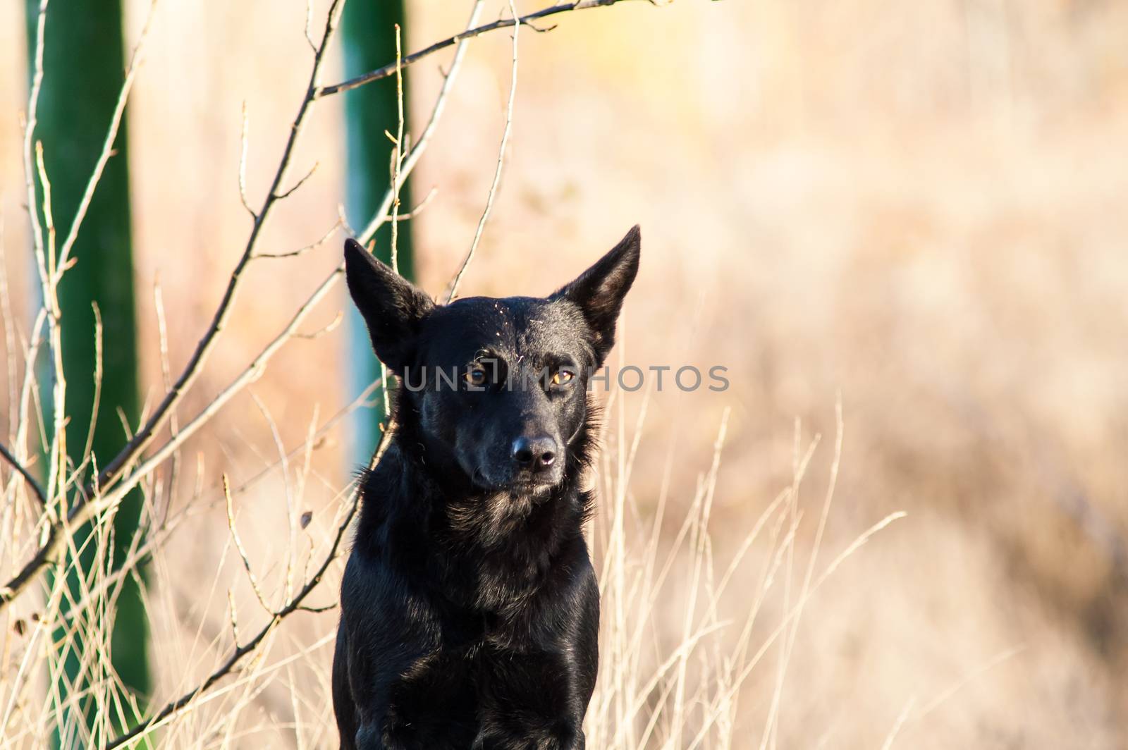 stray stray dog in the autumn forest day