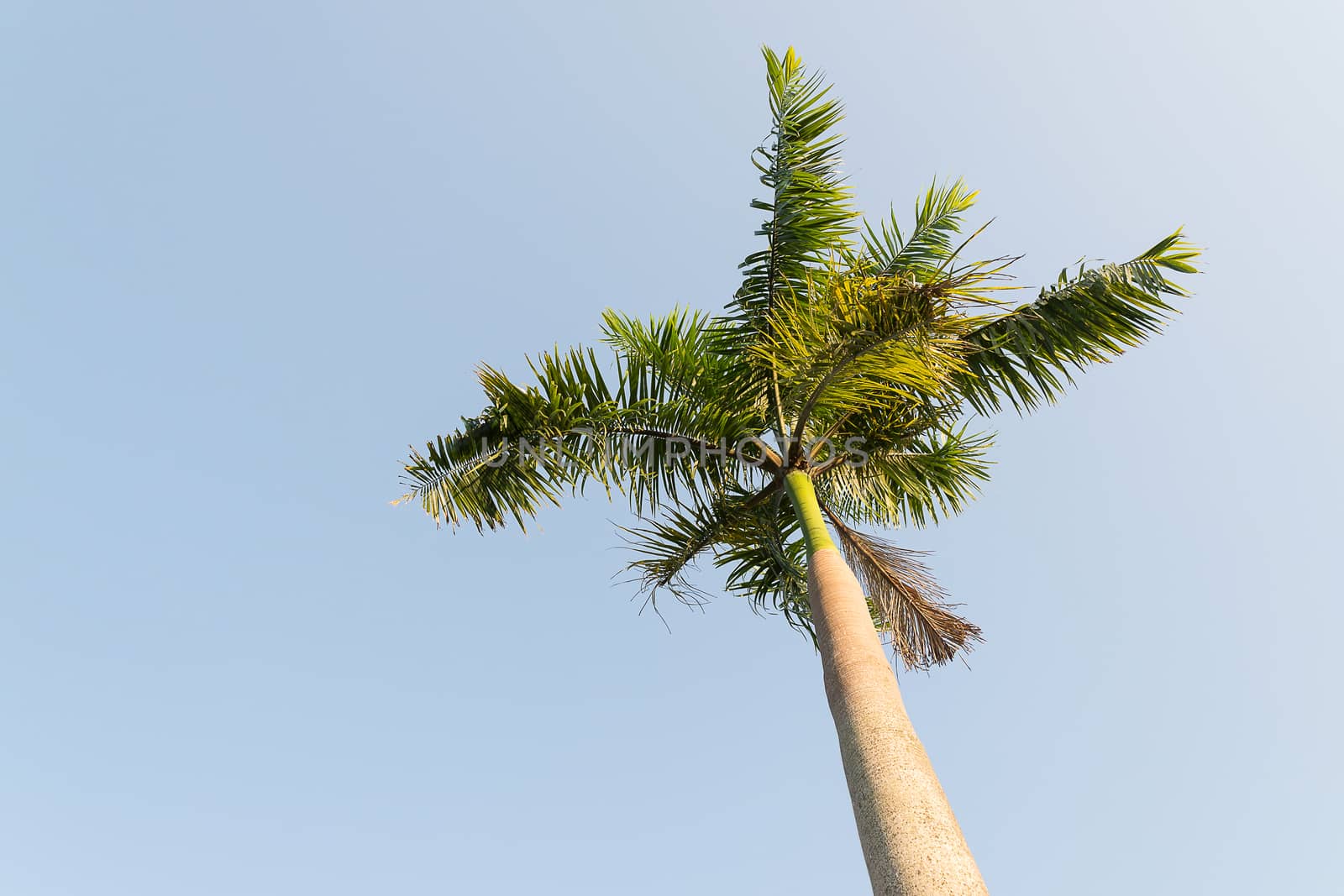 Foxtail palm tree in the wind with blue sky background by gypsygraphy