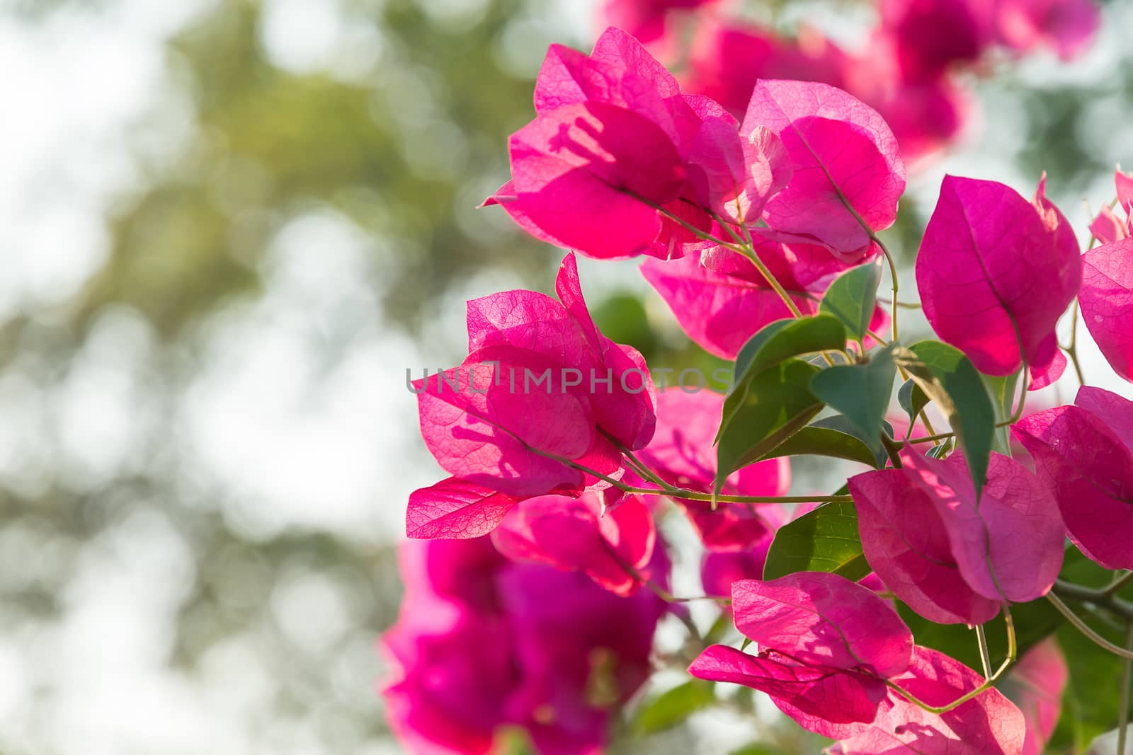 selective focus pink bougainvillea bunch in sunlight evening by gypsygraphy