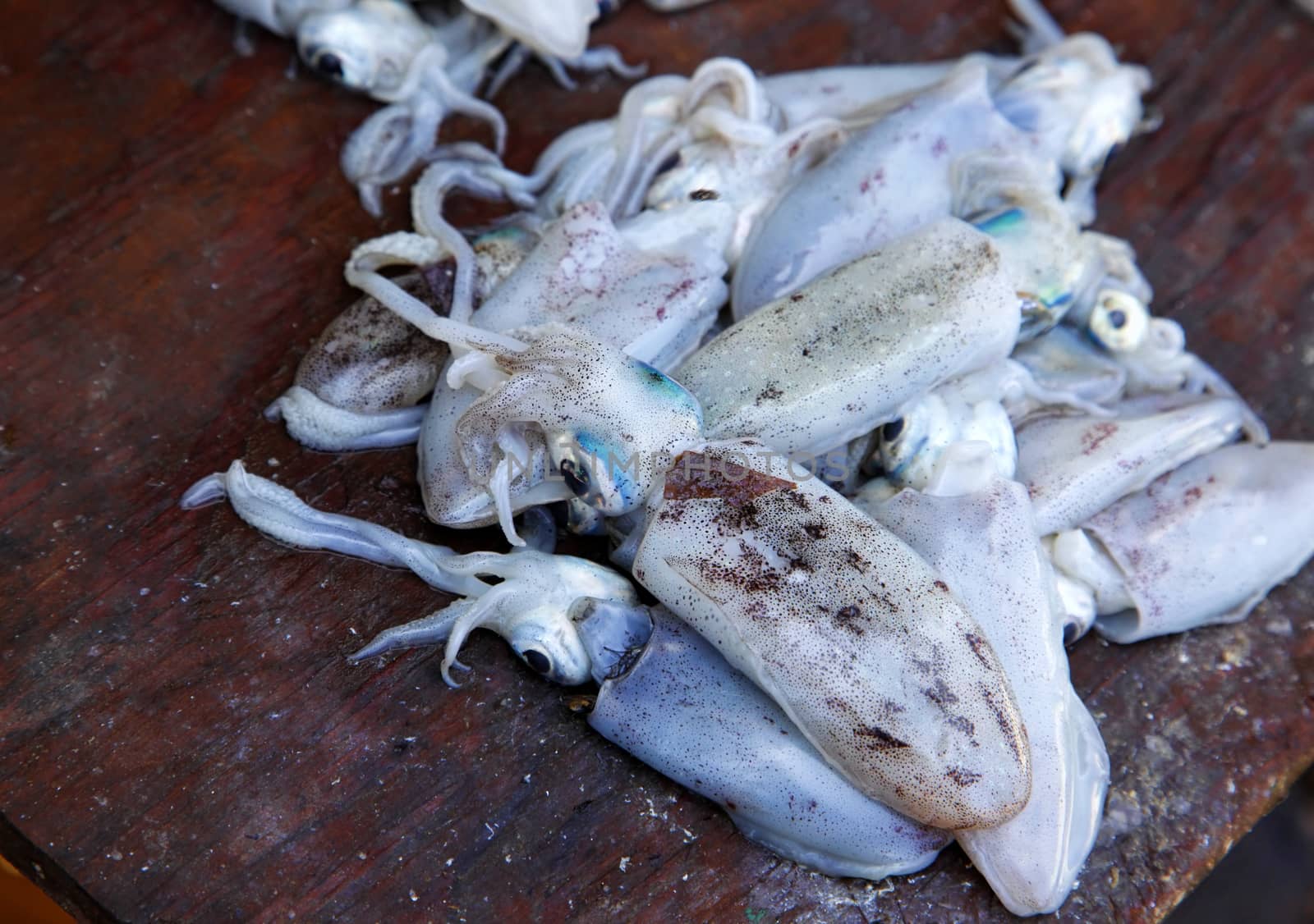 Fresh squid on a table at the Stone Town Fish Market in Zanzibar.