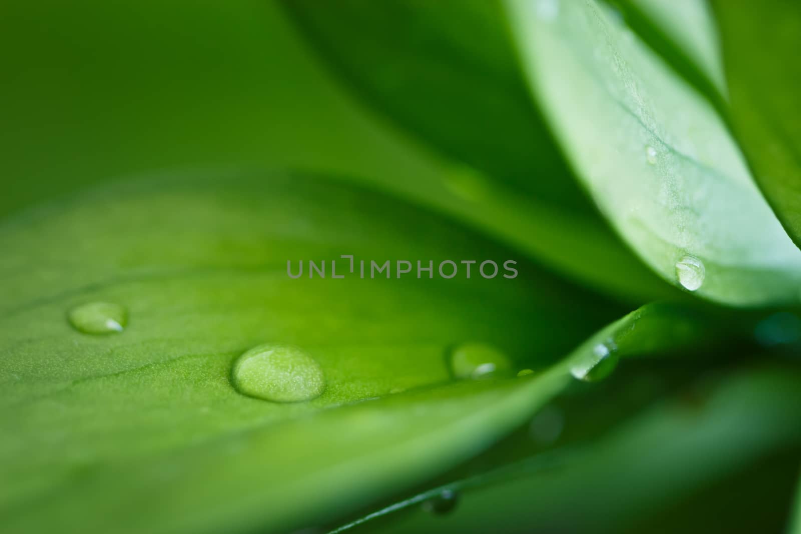 Green leaves of a plant with drops of water, close-up
