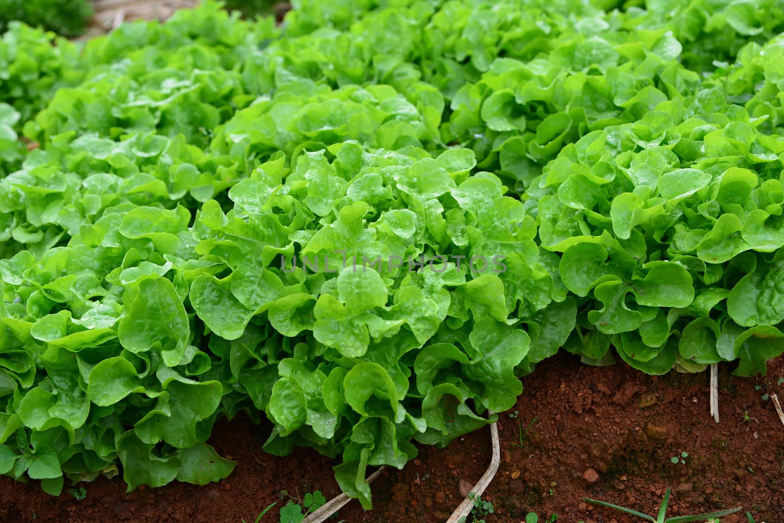 The vegetables that are grown in the province of the North of Thailand