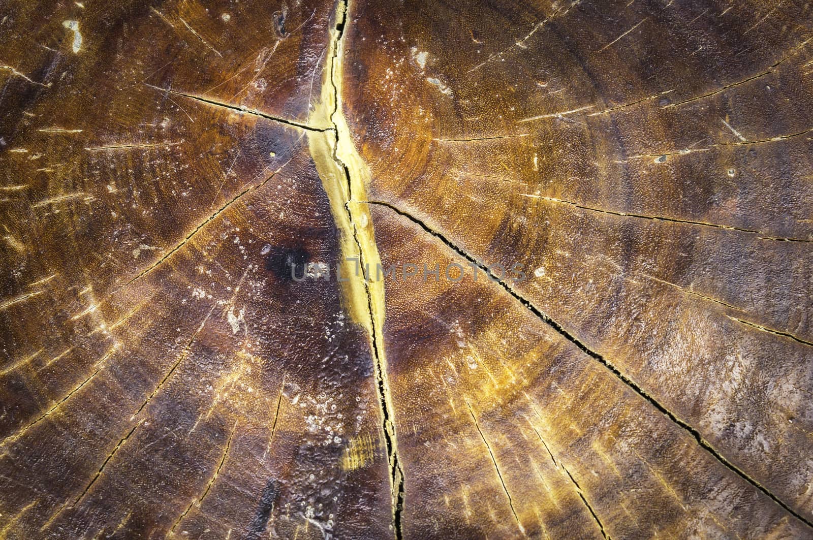 Old stump tree - section of the trunk with annual ring
