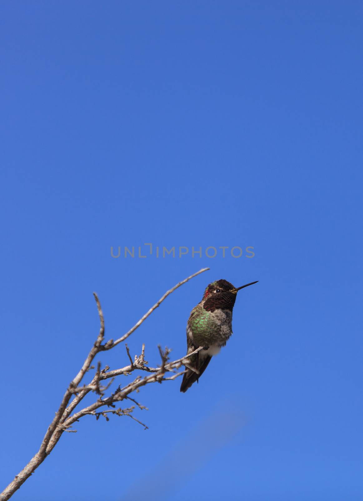 Male Anna’s Hummingbird, Calypte anna, is a green and red bird sitting in a tree at the San Joaquin wildlife sanctuary, Southern California, United States.