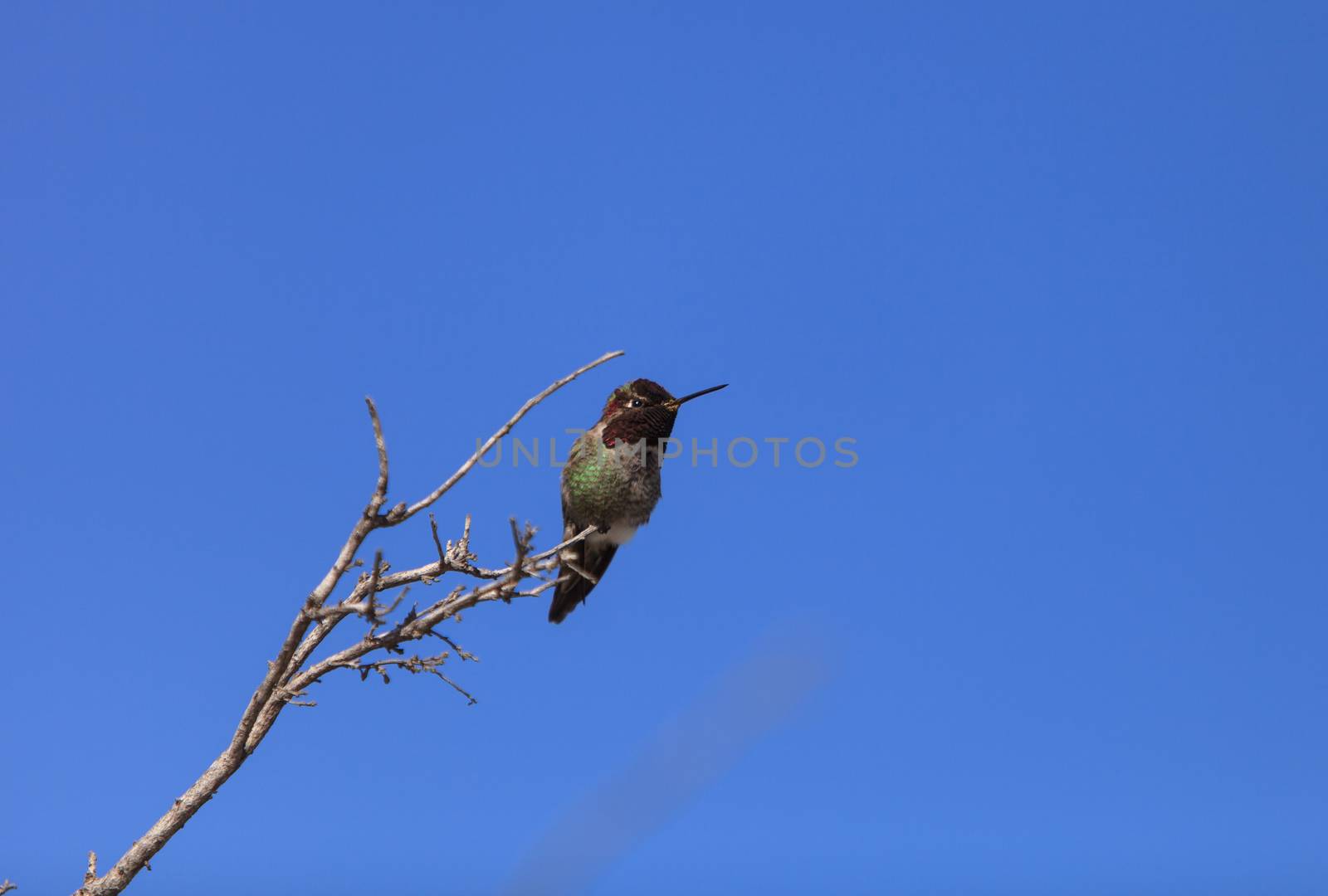 Male Anna’s Hummingbird by steffstarr