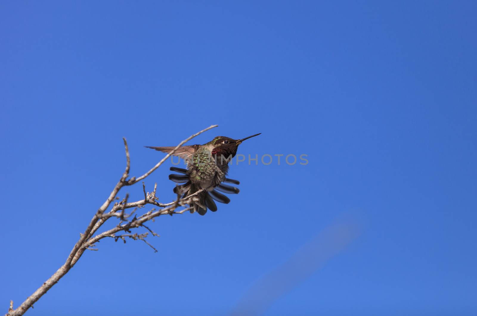 Male Anna’s Hummingbird by steffstarr