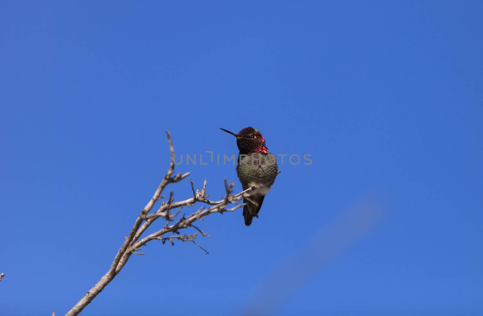 Male Anna’s Hummingbird by steffstarr