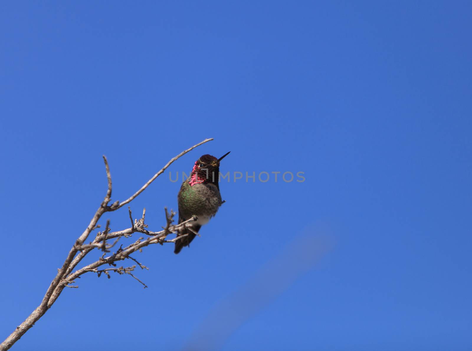 Male Anna’s Hummingbird by steffstarr