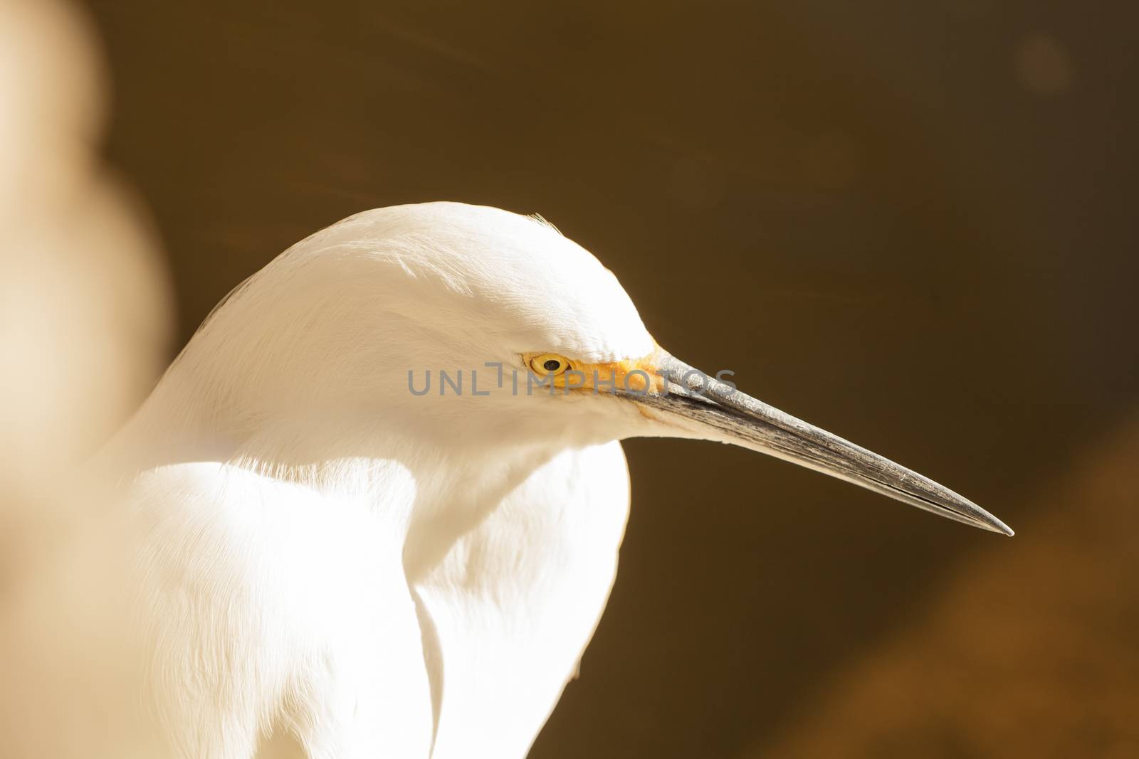 Snowy Egret, Egretta thula, bird by steffstarr