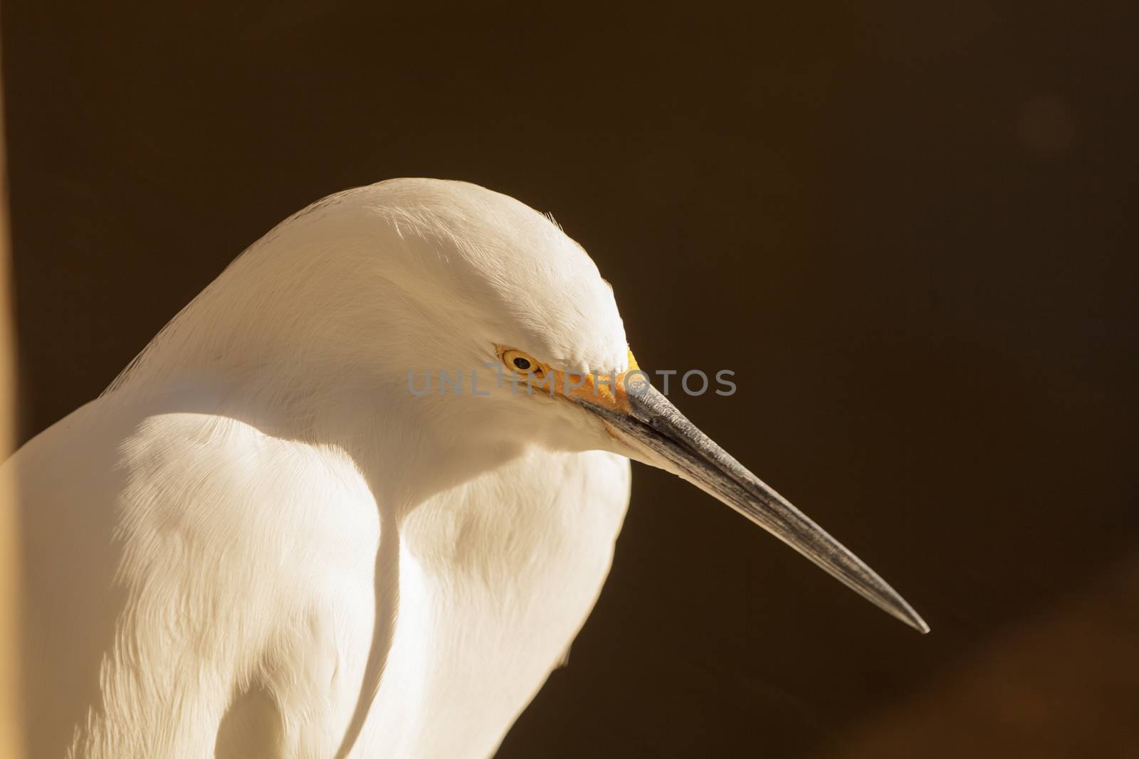 Snowy Egret, Egretta thula, bird forages in a marsh in Huntington Beach, Southern California, United States