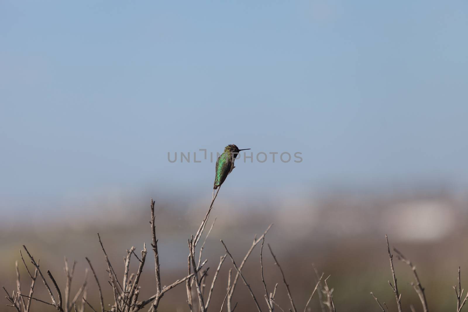 Black chinned hummingbird, Archilochus alexandri, perches on a bush in a marsh in Huntington Beach, California, United States