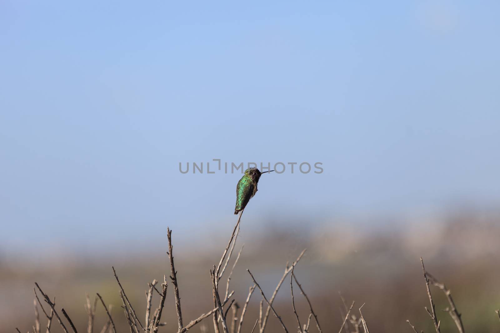 Black chinned hummingbird, Archilochus alexandri, perches on a bush in a marsh in Huntington Beach, California, United States