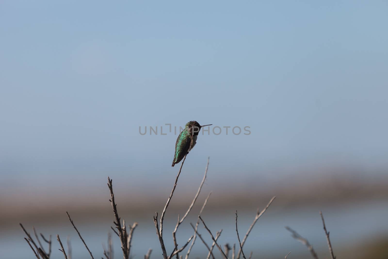 Black chinned hummingbird, Archilochus alexandri, perches on a bush in a marsh in Huntington Beach, California, United States