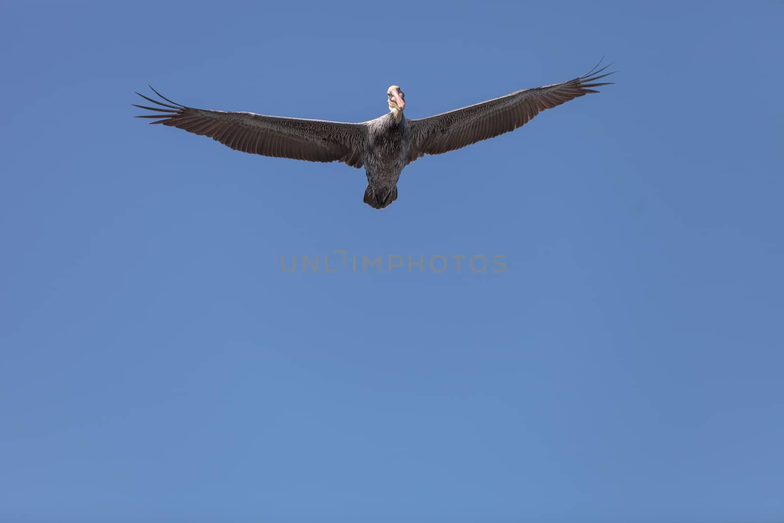 Brown pelican, Pelecanus occidentalis by steffstarr