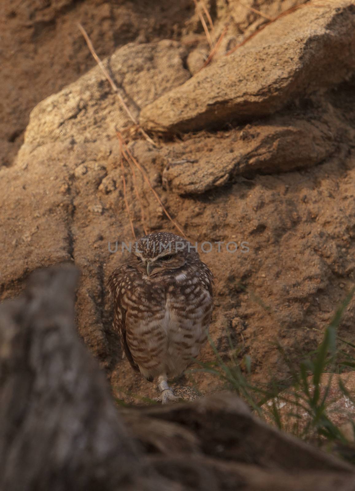 Burrowing Owl, Athene cunicularia, is found in North and South America. They make their home in the ground and are often found in agricultural areas.