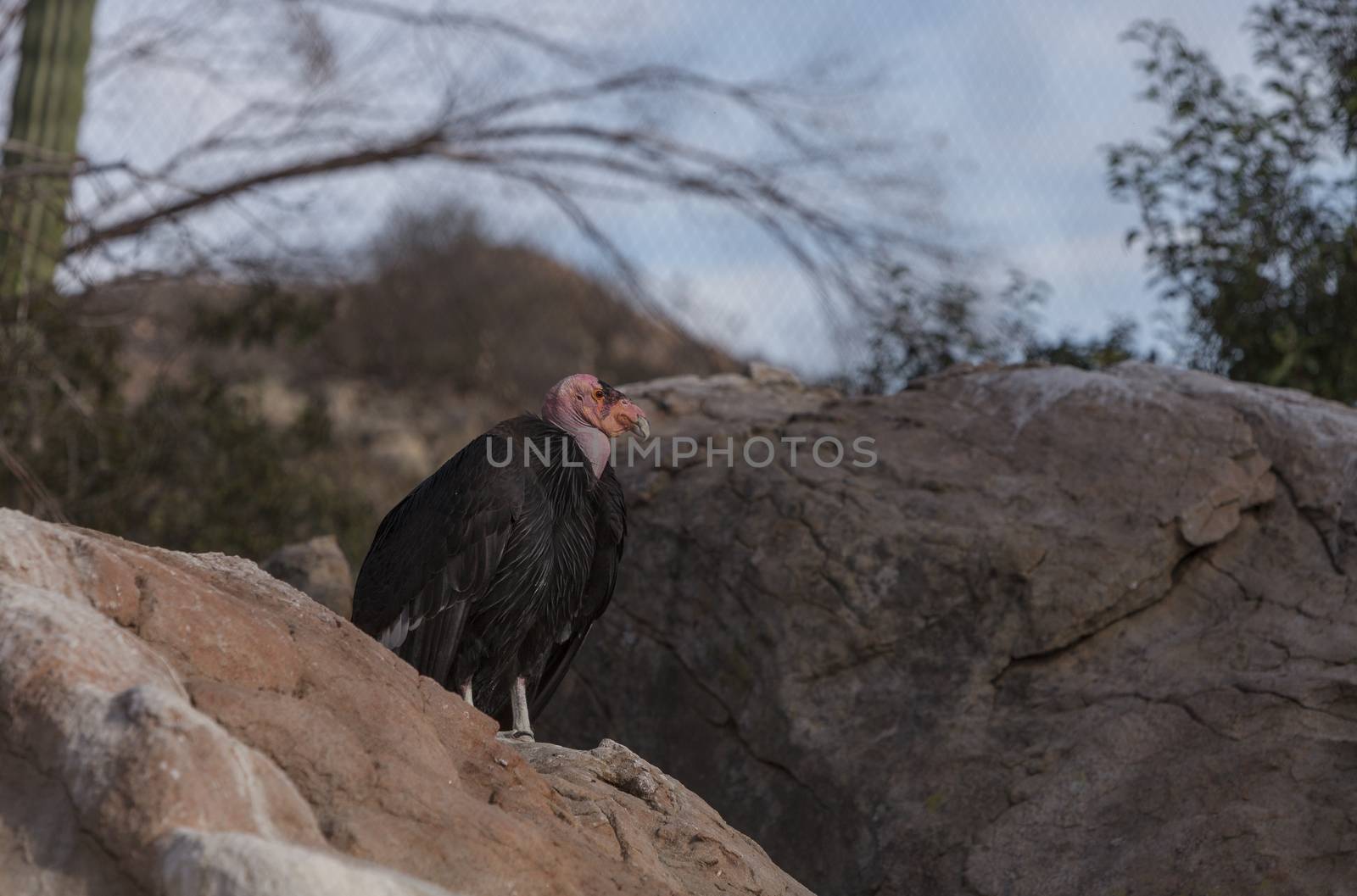 California condor, Gymnogyps californianus by steffstarr