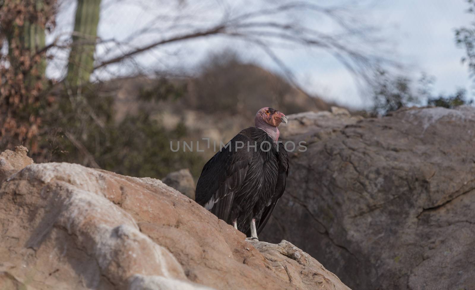 California condor, Gymnogyps californianus by steffstarr