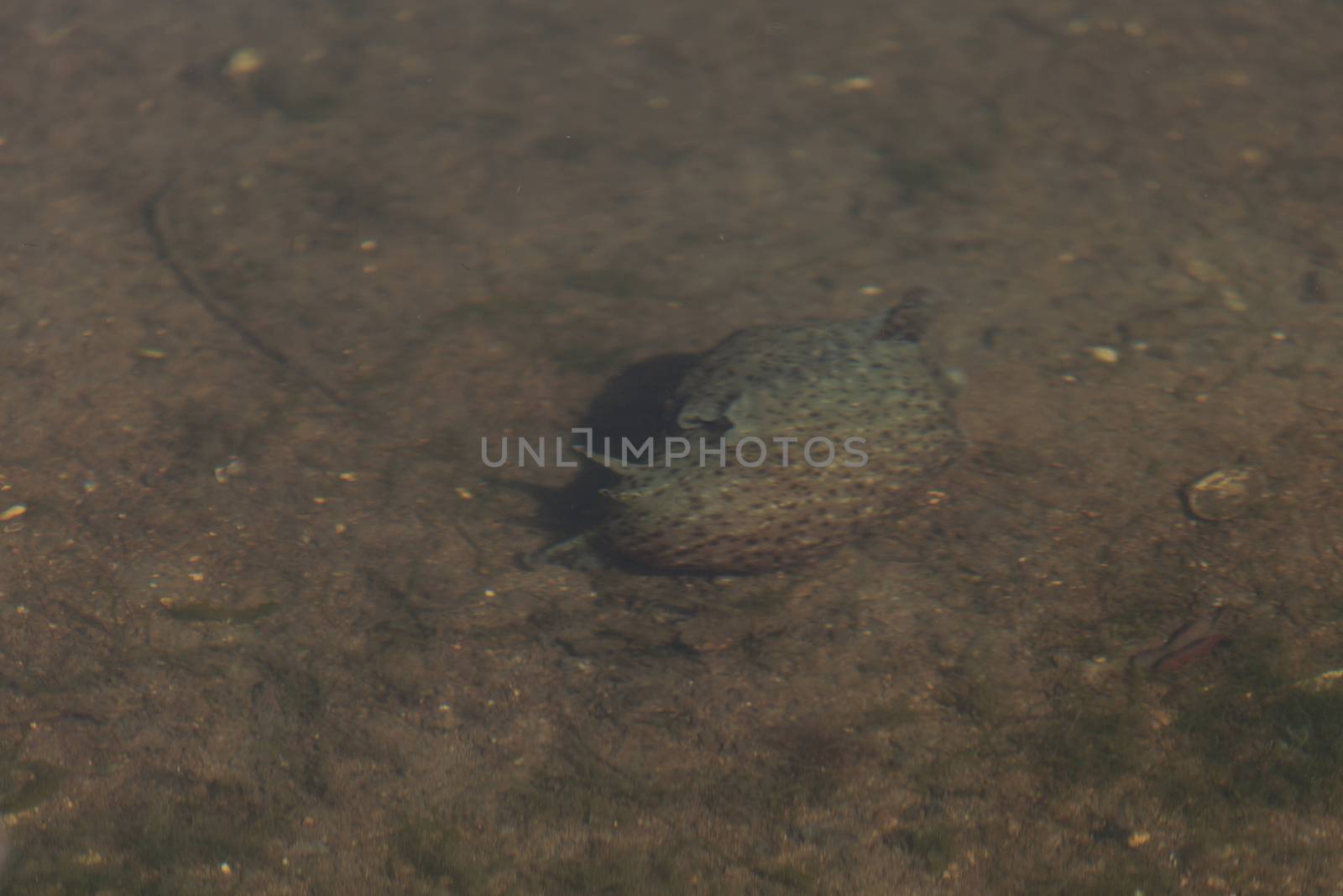 Green, brown and purple giant sea hare, Aplysia californica, also called a sea slug, forages for plant life to eat in a marsh in Huntington Beach, California