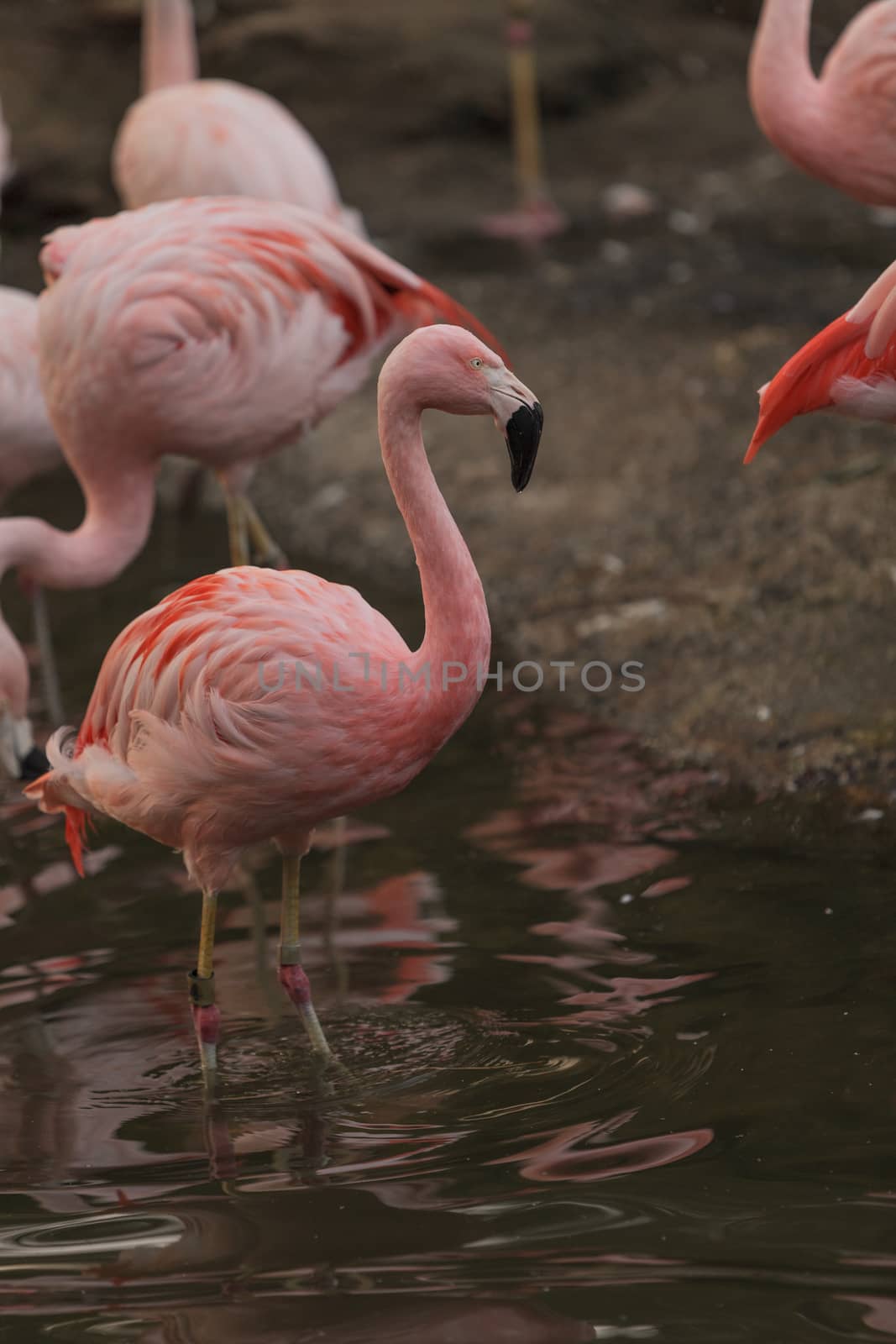 The Chilean flamingo, Phoenicopterus chilensis, is bright pink freshwater bird found in streams and lakes.