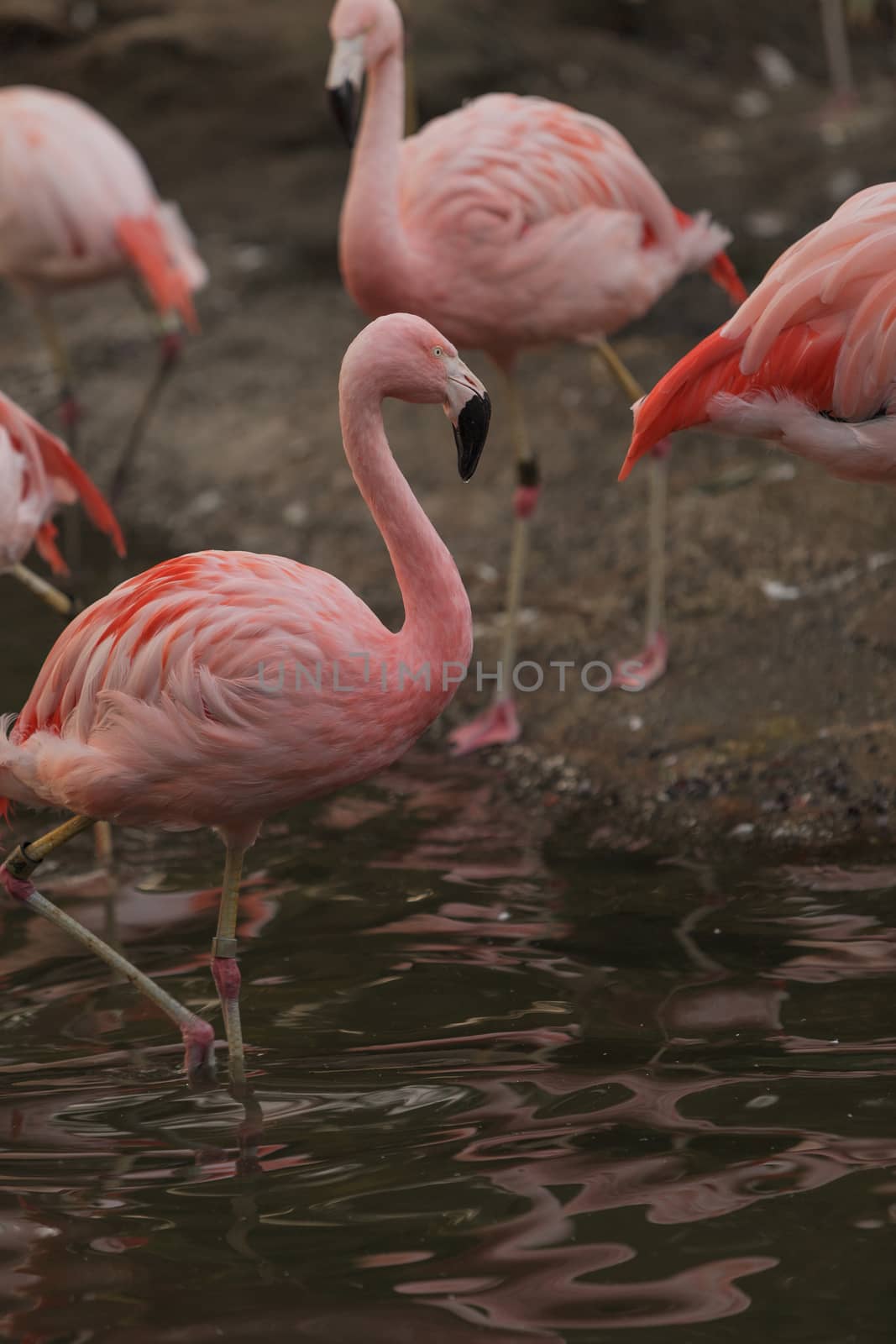 The Chilean flamingo, Phoenicopterus chilensis, is bright pink freshwater bird found in streams and lakes.