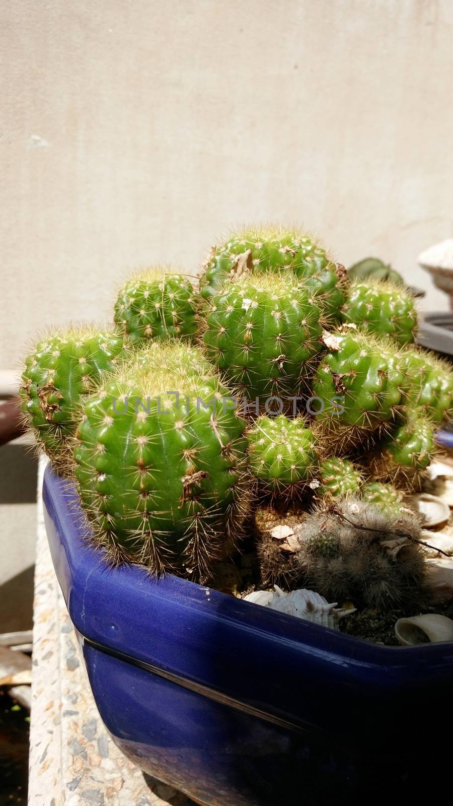 Cactus in the Blue Jardiniere by Sevenskyx