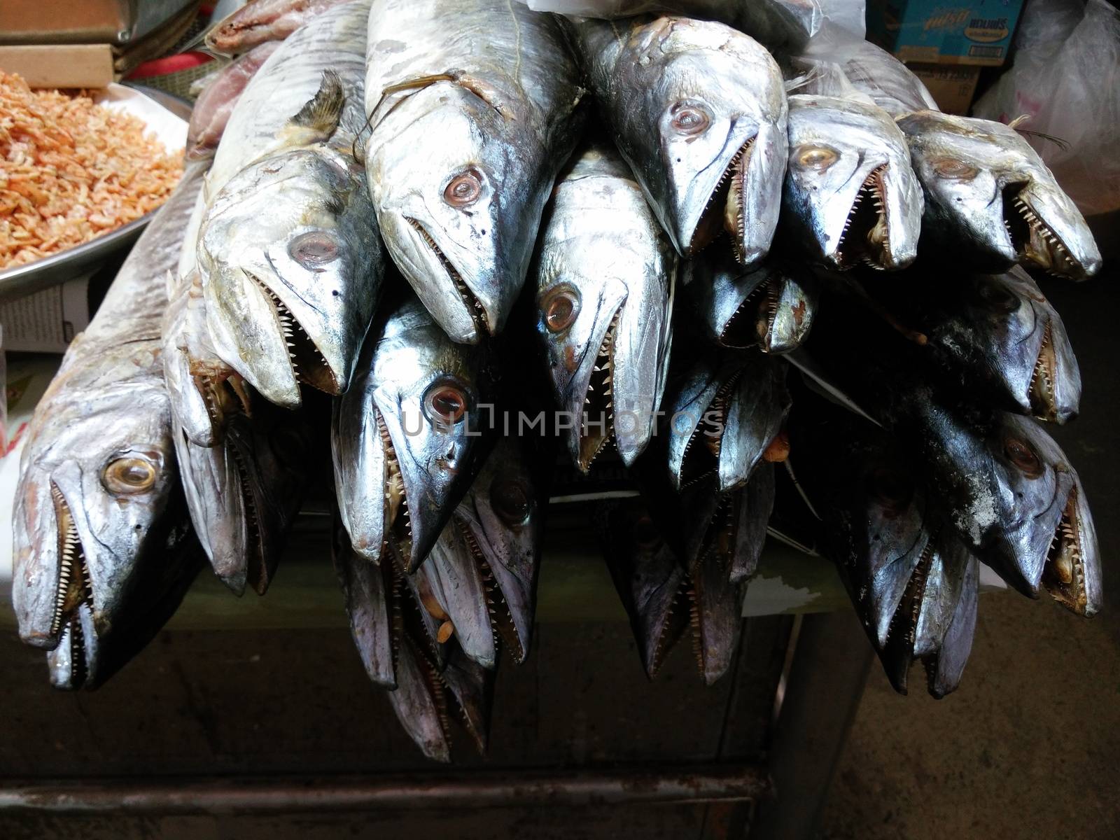 Dried Salted Dorab Wolf-Herring