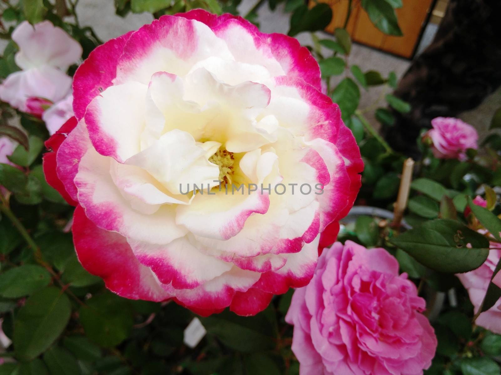 Pink and White Roses in the Flower Garden