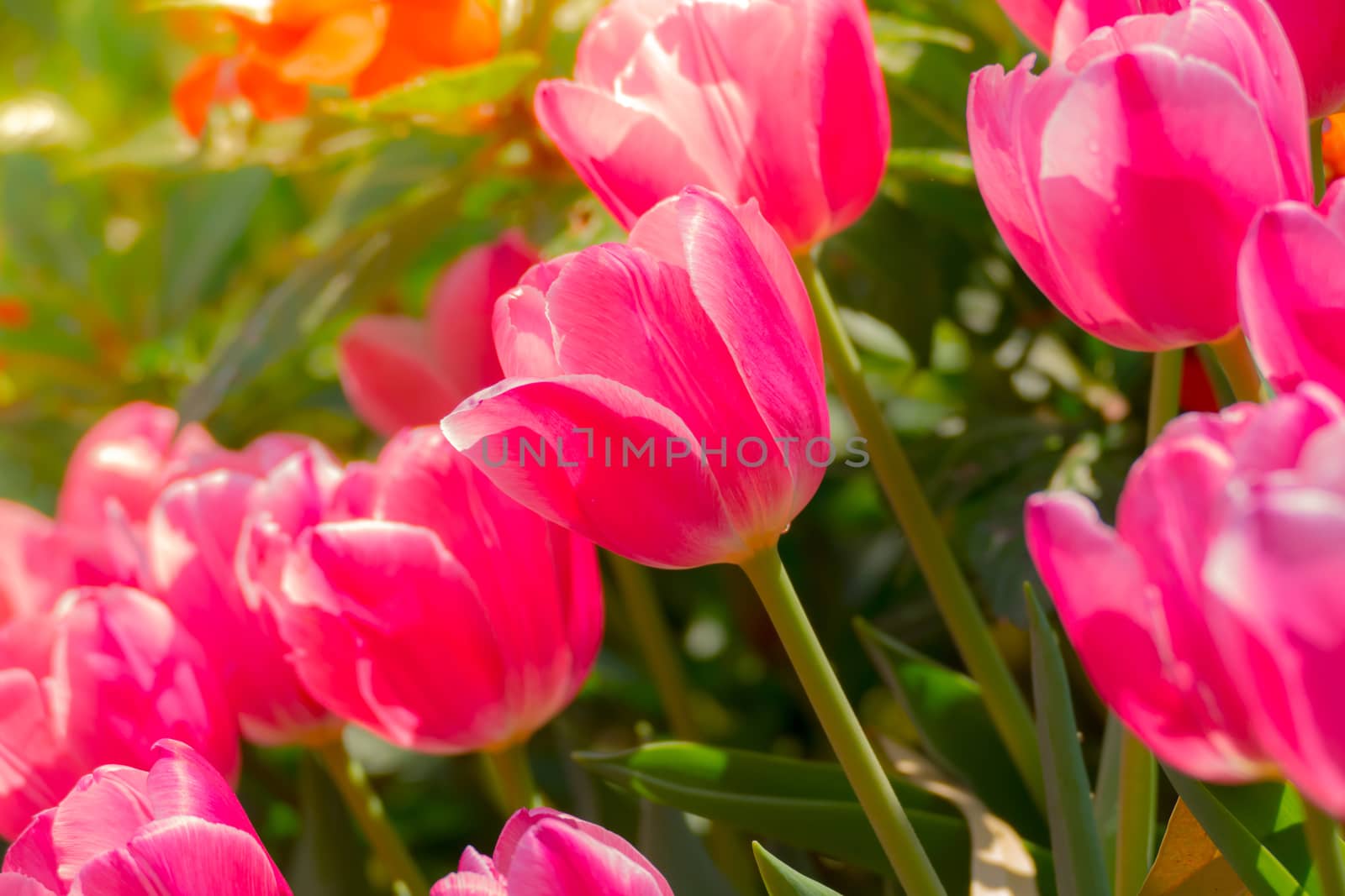 Tulip. Beautiful bouquet of tulips. colorful tulips. tulips in spring,colourful tulip