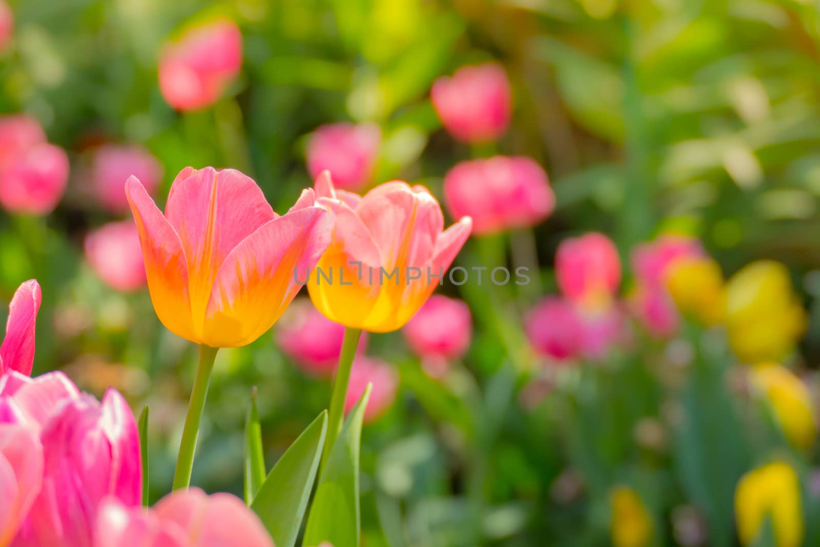 Tulip. Beautiful bouquet of tulips. colorful tulips. tulips in spring,colourful tulip