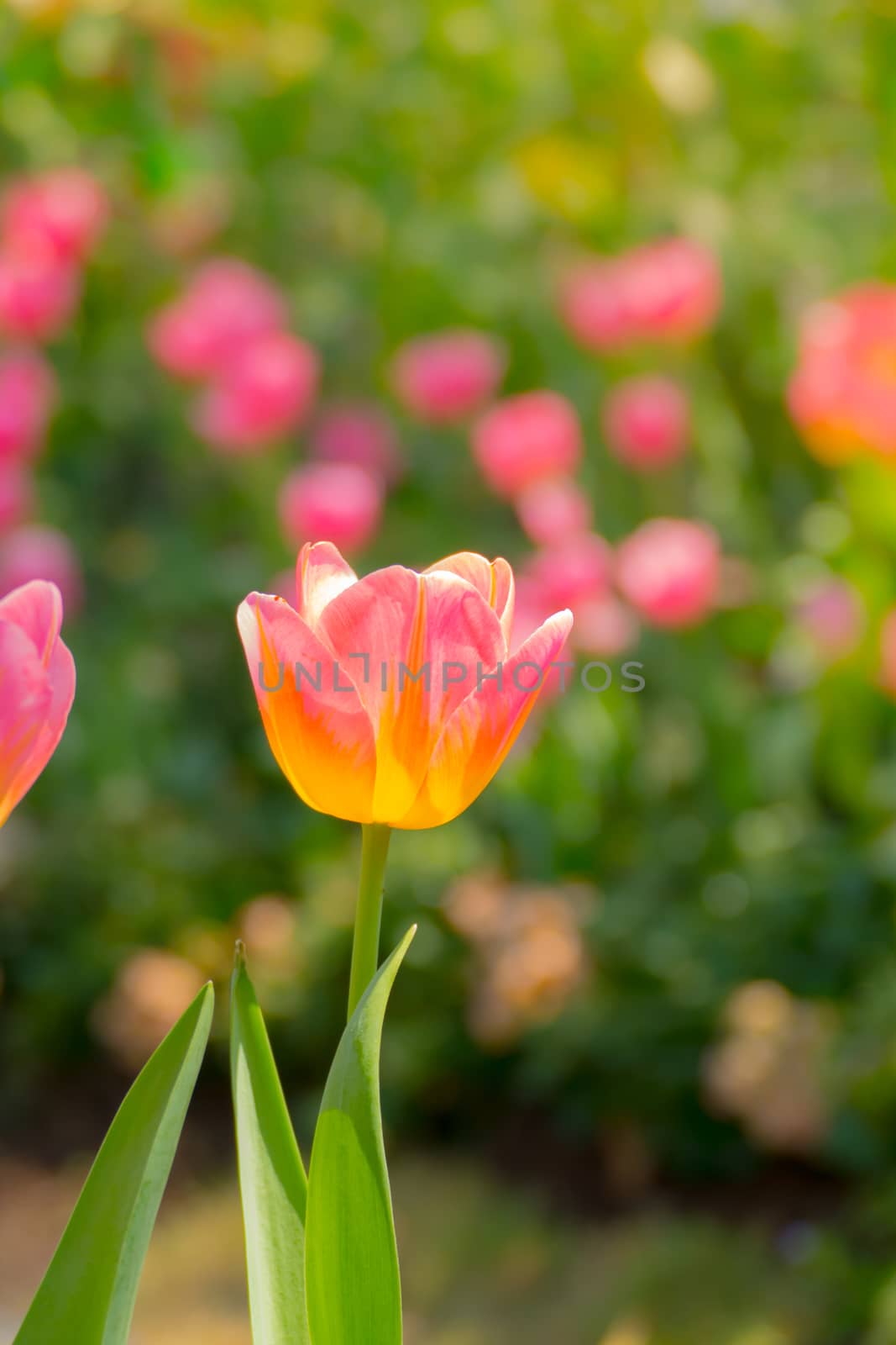 Tulip. Beautiful bouquet of tulips. colorful tulips. by teerawit