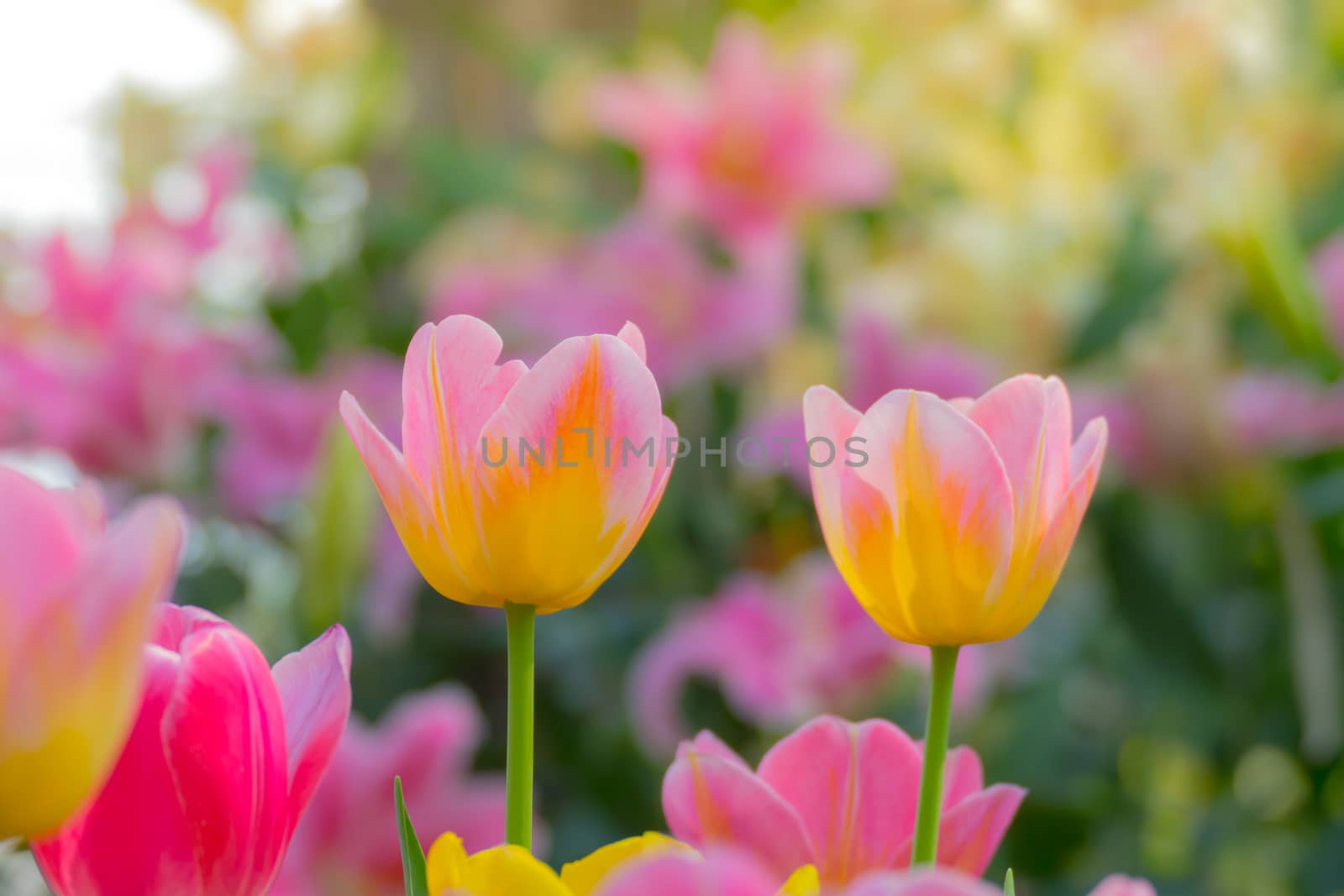 Tulip. Beautiful bouquet of tulips. colorful tulips. tulips in spring,colourful tulip