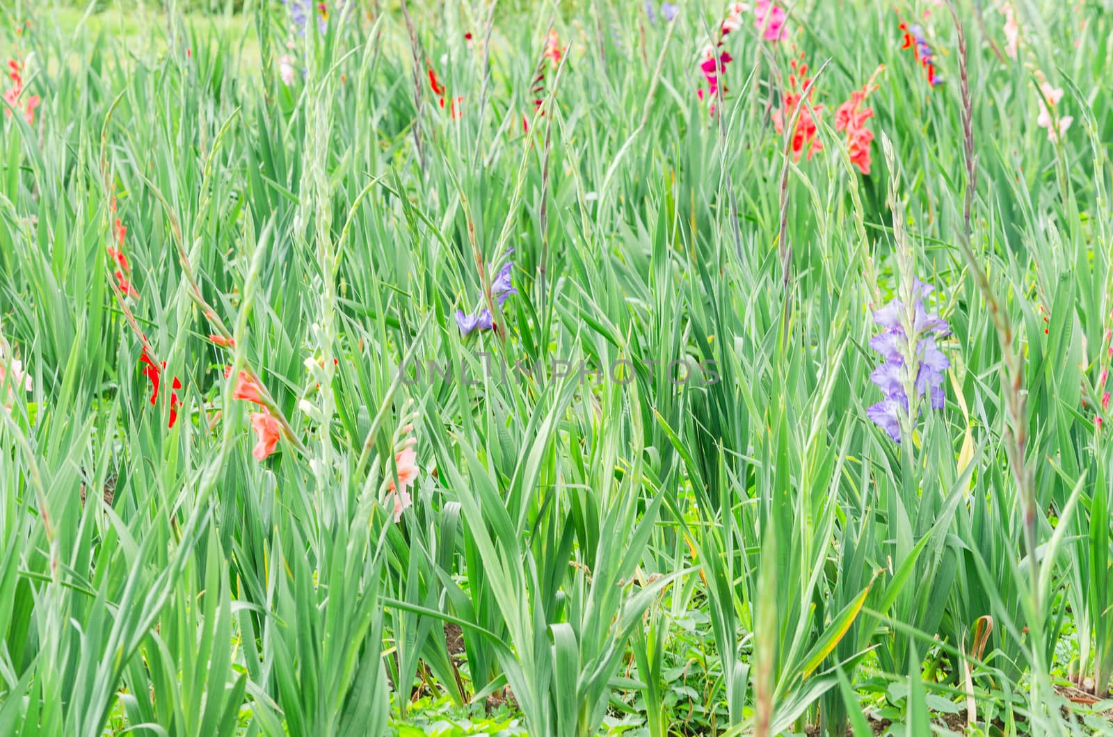 Beautiful field with many colorful flowers.