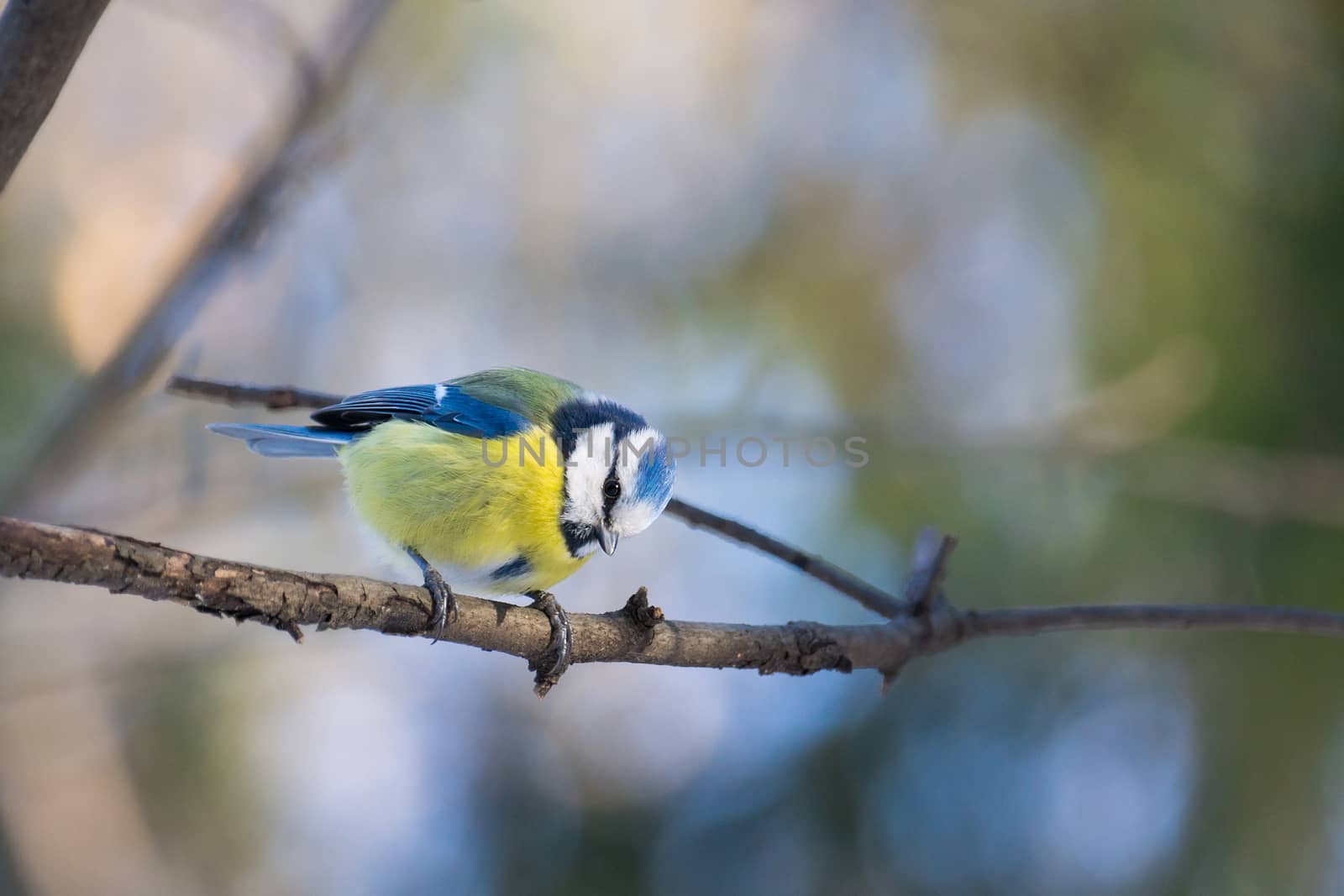 The photo shows a bird on a branch