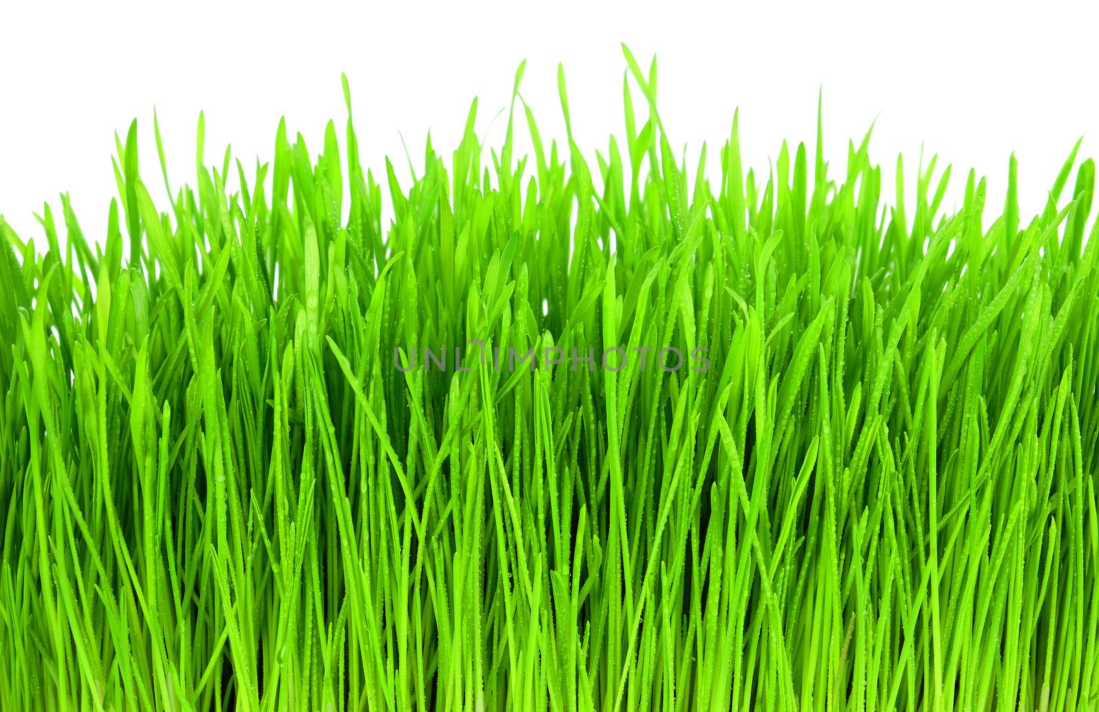Wet green grass isolation on the white backgrounds by leventina