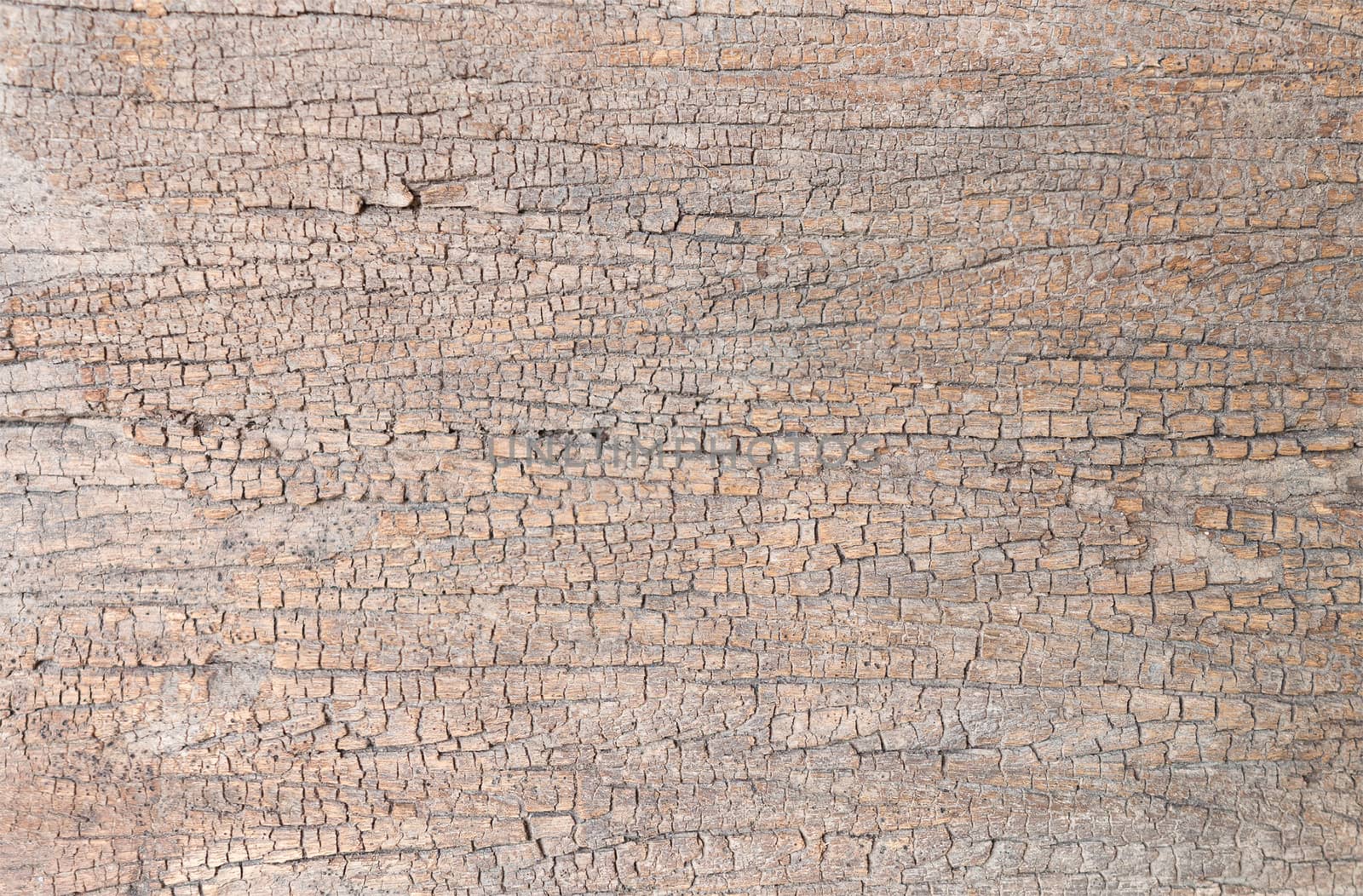 Old, cracked wood background, high resolution