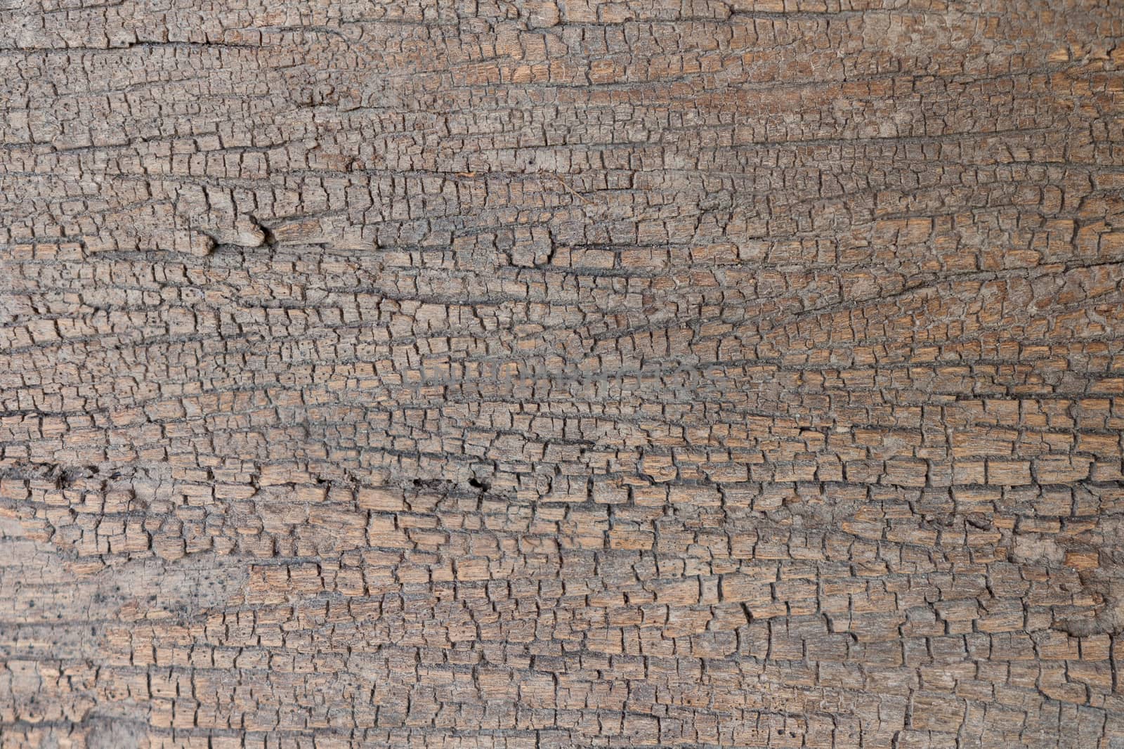 Old, cracked wood background, high resolution