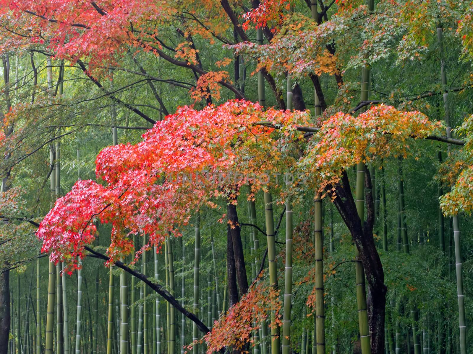 autumn bamboo forest by zkruger