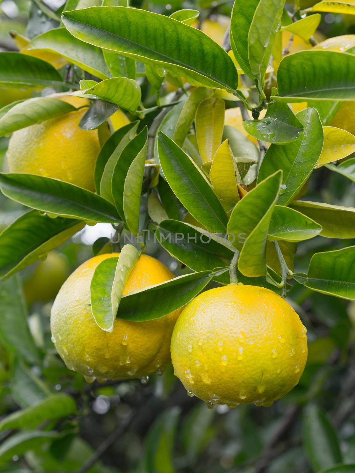 japanese yuzu citrus fruit tree