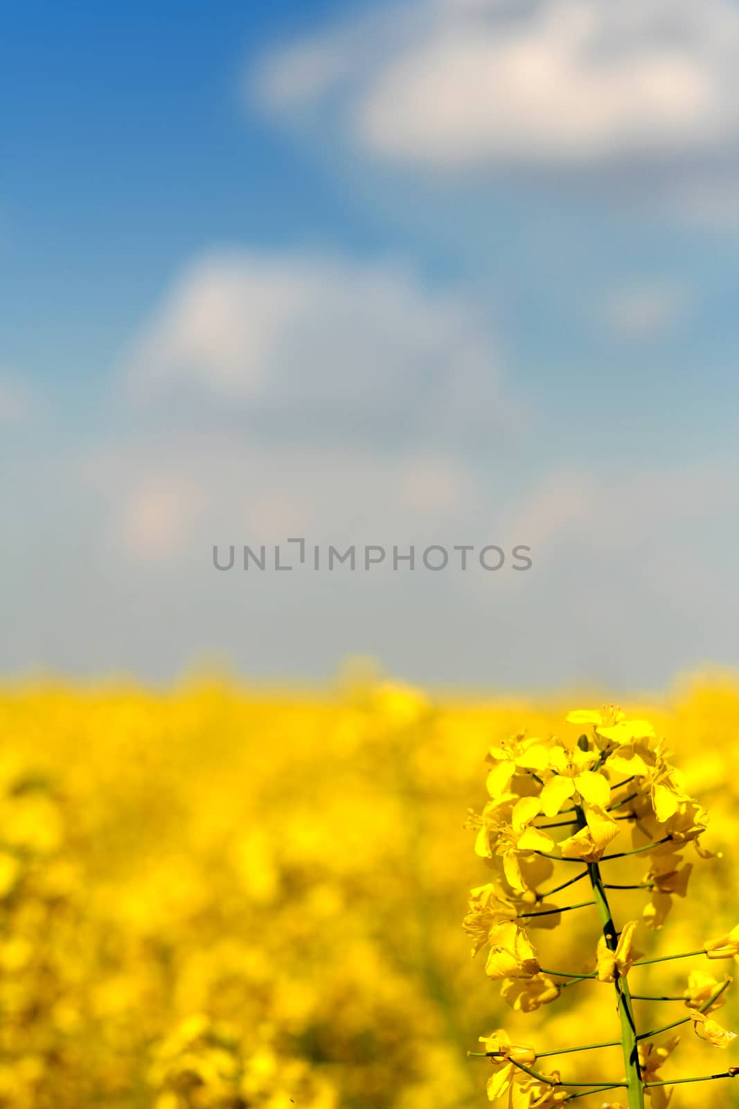 Yellow field of canola under blue sky with a bit of clouds with flower in the foreground and shallow depth of field