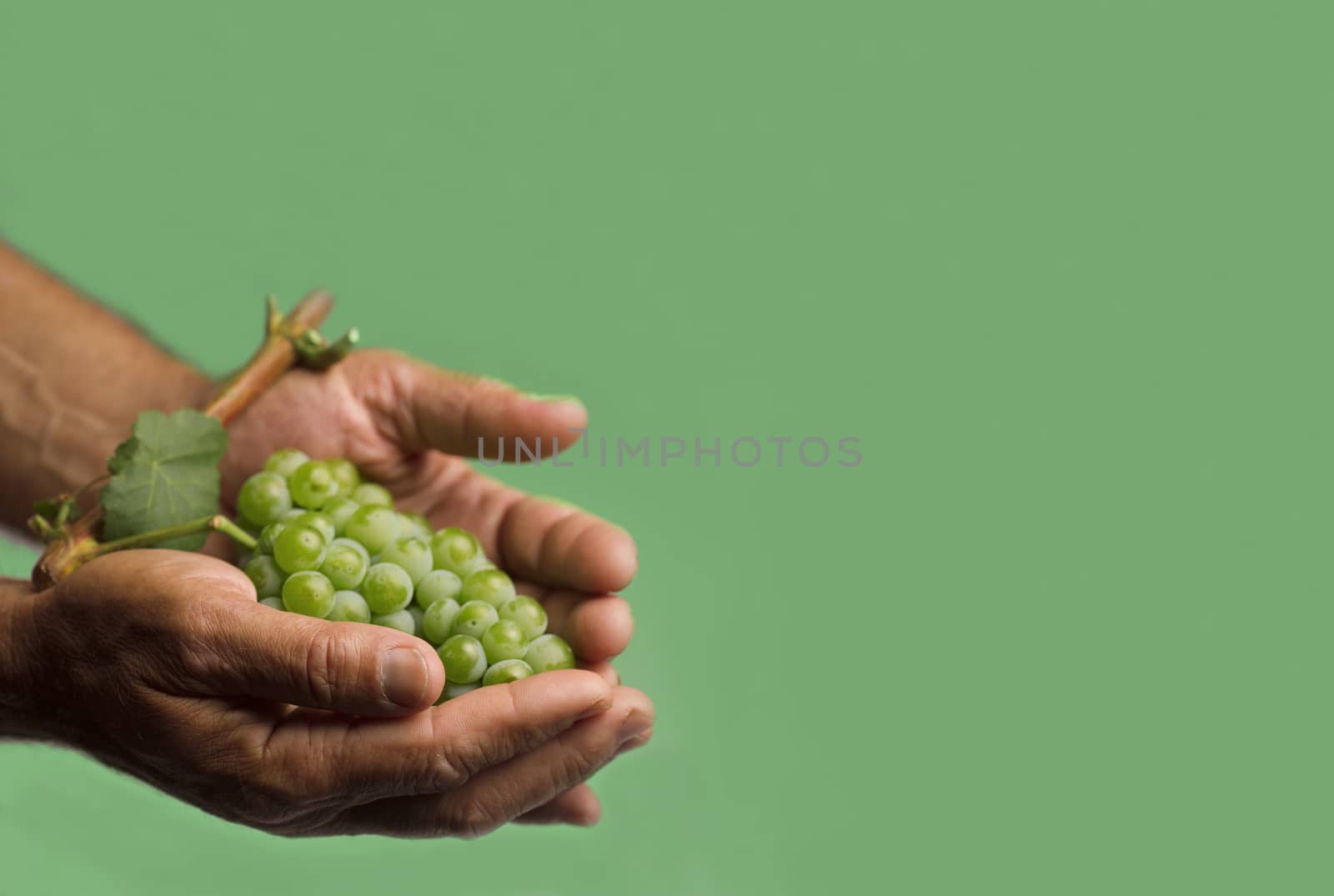 Horizontal front view of a hard working hand holding up a fresh white grape with green leaf on green background