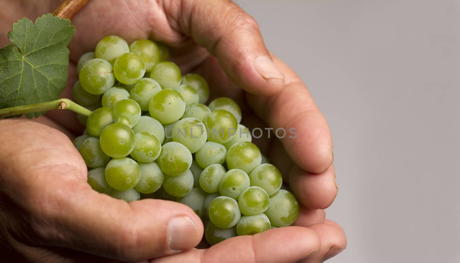 Hard working hands holding freshly harvested white grapes on grey background