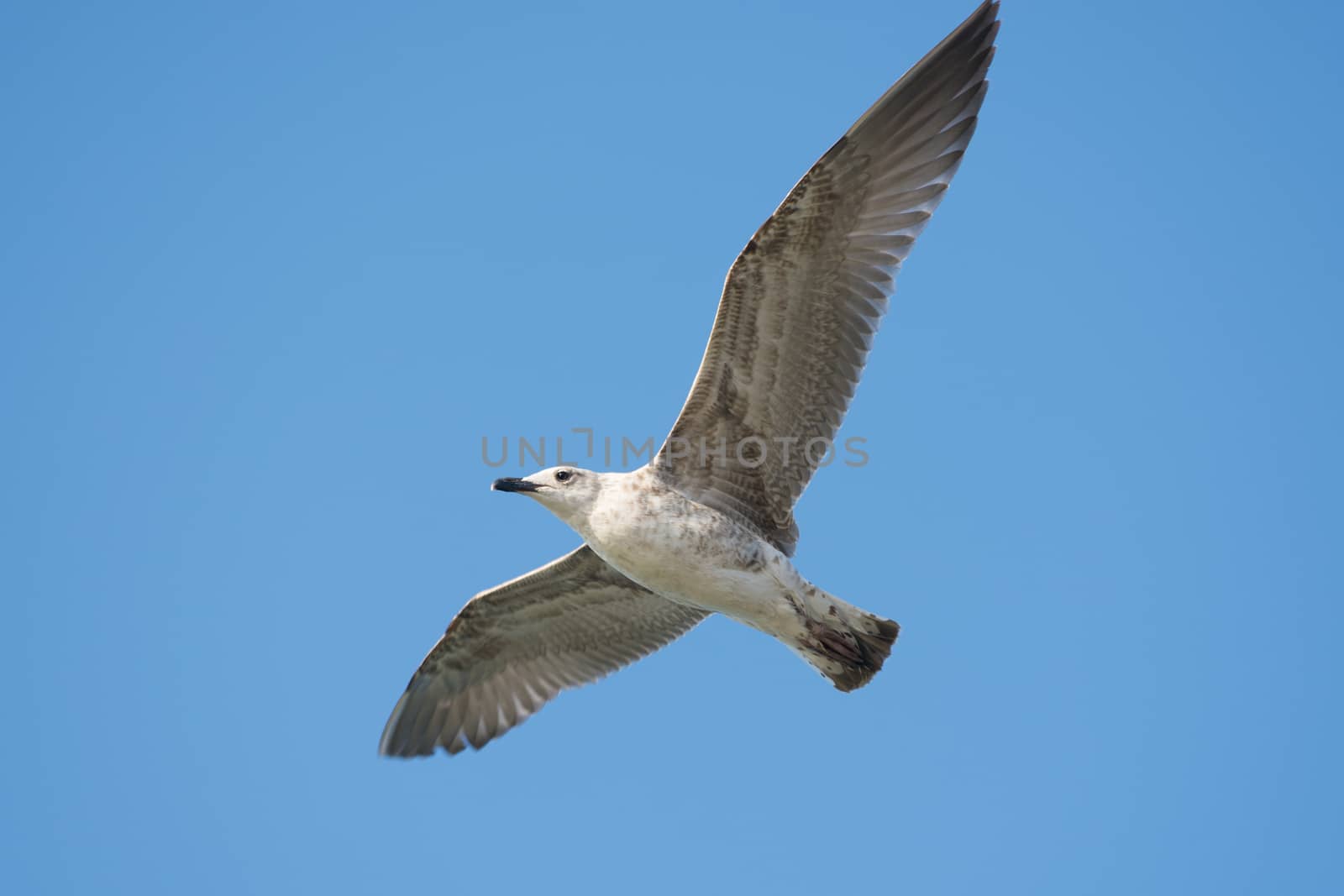 Common Black Sea Gull hovering in the blue sky