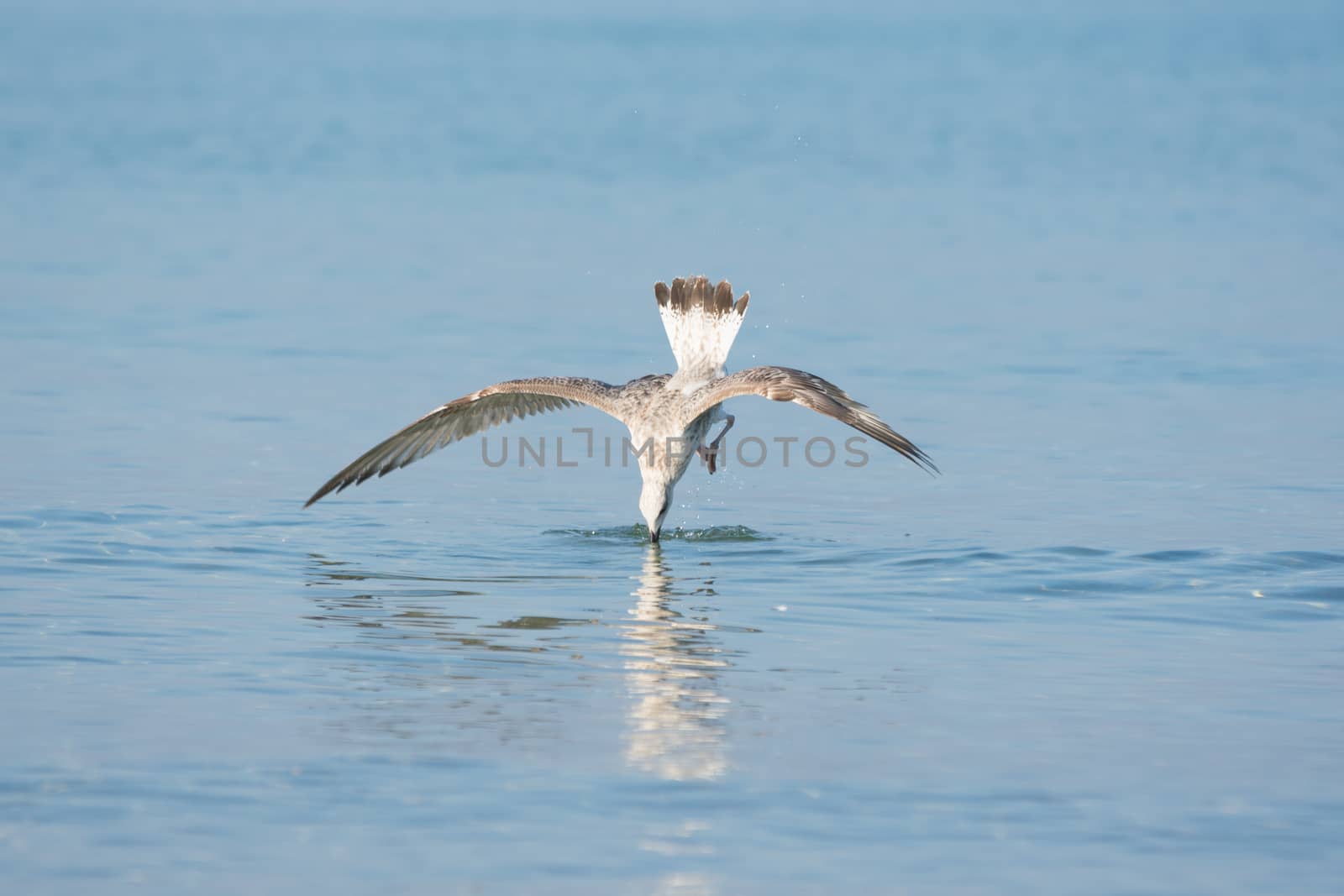 yellow-legged gull in flight diving for fish in the water beak down